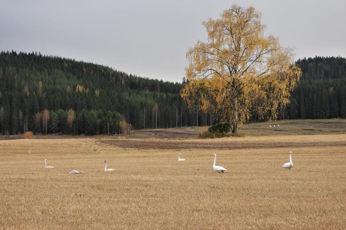 Joutsenia syksyisellä pellolla.