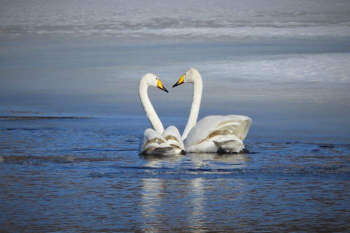 Joutsenet Palokkajärvellä Jyväskylässä maaliskuussa 2021.