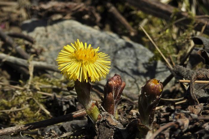 Leskenlehtiä maaliskuussa.