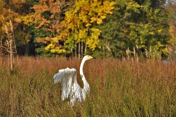 Joutsen kaislikossa ruskan keskellä.