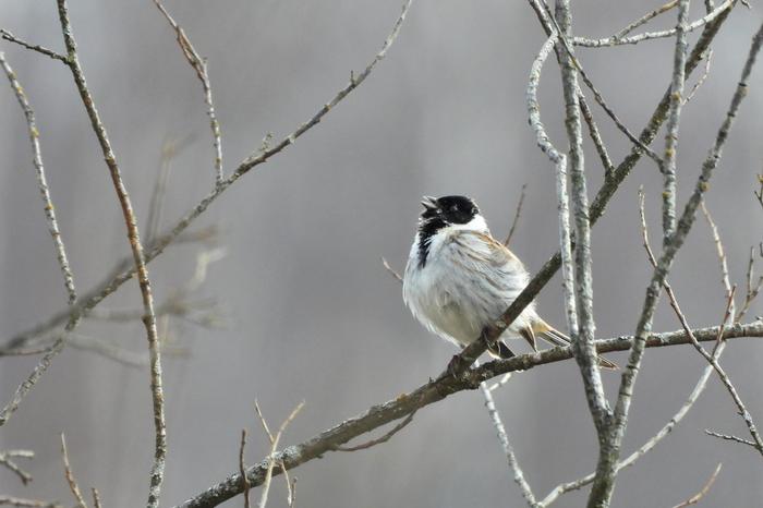 Pikkulintu ja lehdettömiä oksia huhtikuussa 2020.