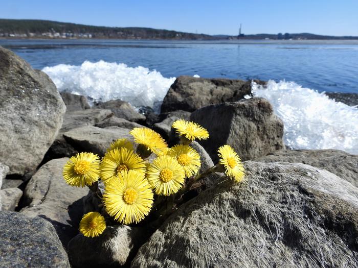Leskenlehtiä Jyväsjärven rannalla Jyväskylässä.