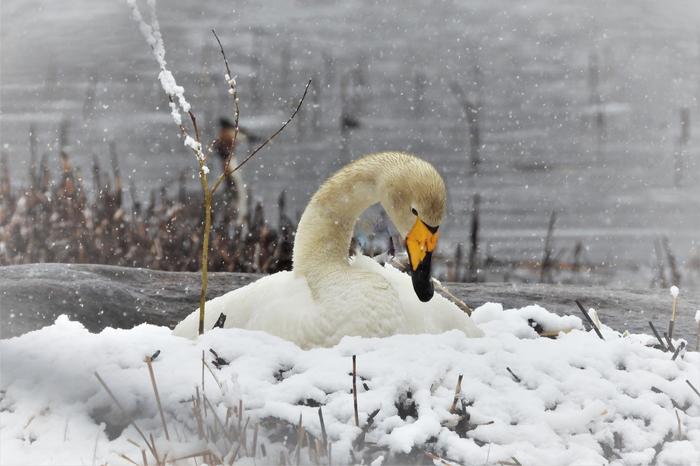 Joutsen toukokuisessa lumisateessa Jyväskylässä.