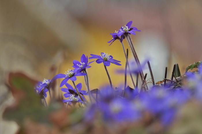 Sinivuokkoja Jyväskylässä huhtikuussa 2020.