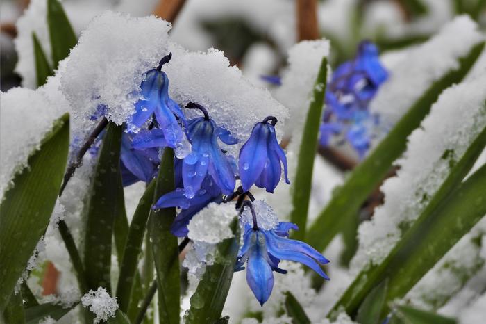 Kukat peittyivät lumeen Jyväskylässä toukokuussa 2020.