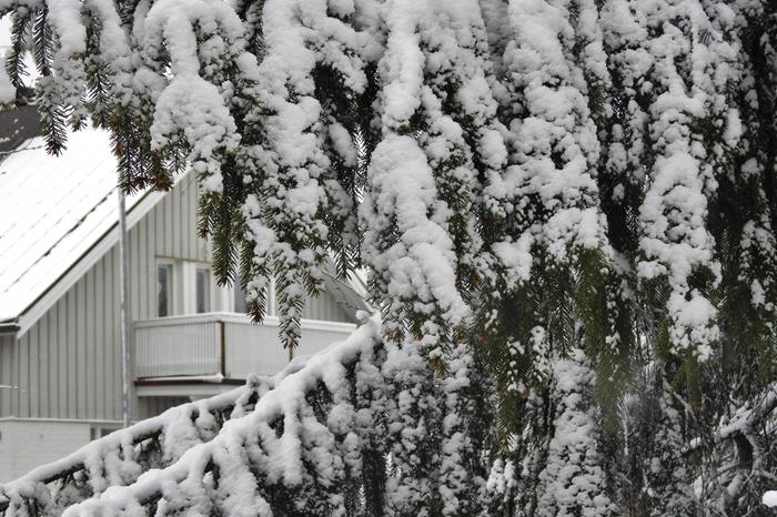 Lunta satoi Jyväskylässä toukokuussa 2020.