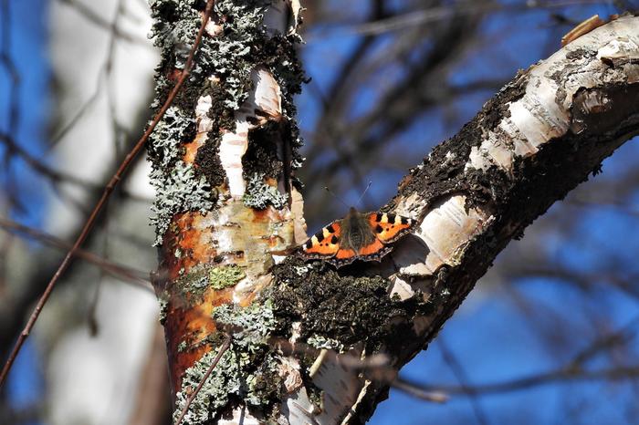 Nokkosperhonen kevätauringossa huhtikuussa 2020.