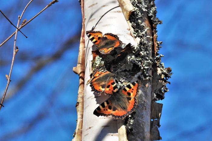 Nokkosperhosia huhtikuun auringossa.