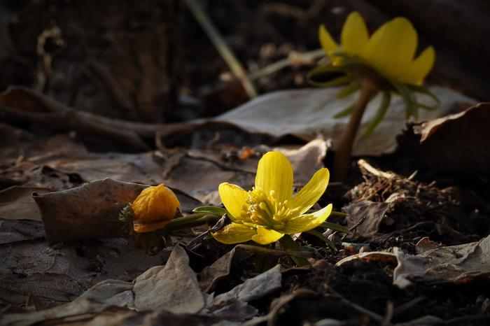 Talventähti kukki Jyväskylässä maaliskuussa 2020.