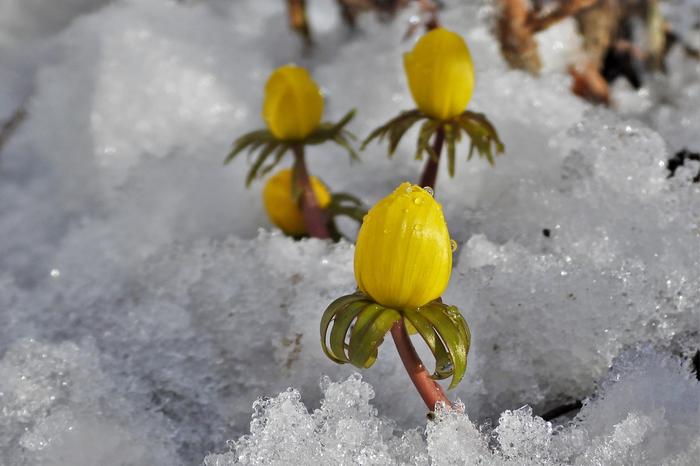 Talventähdet puskevat lumen läpi.