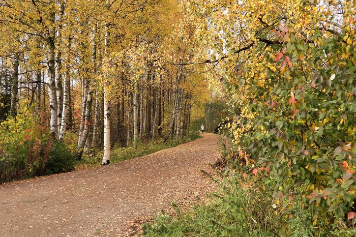 Syksyn värejä Jyväskylässä.