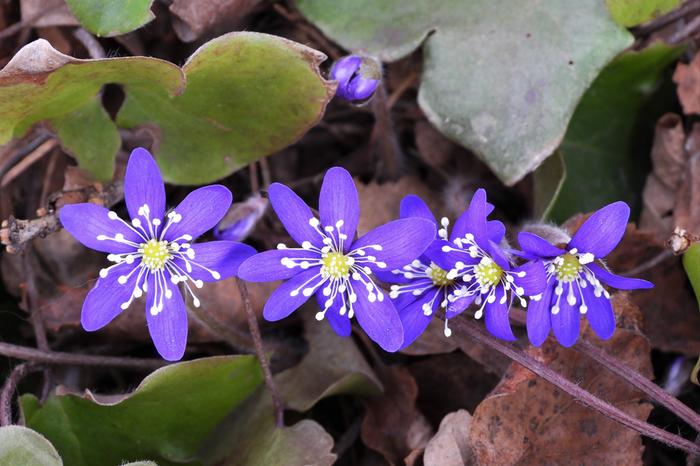 Sinivuokkoja Jyväskylässä maaliskuussa 2020.