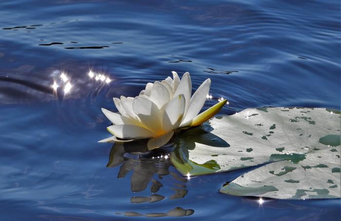 Lumme kylpee elokuun auringossa.