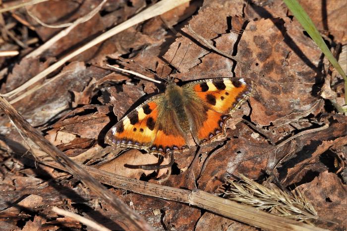 Nokkosperhonen huhtikuussa.