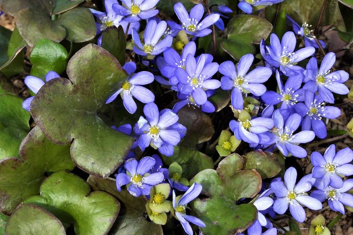 Sinivuokkoja Jyväskylässä toukokuun alussa 2021.