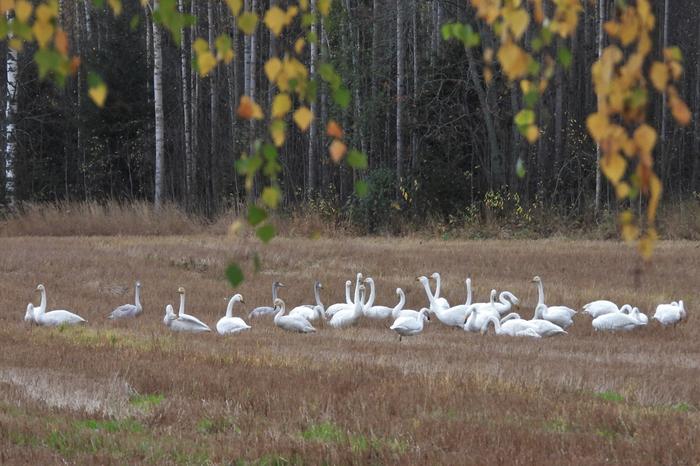 Joutsenia syyspellolla.