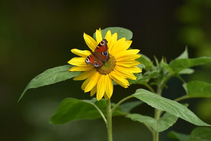 Loppukesän tunnelmia.