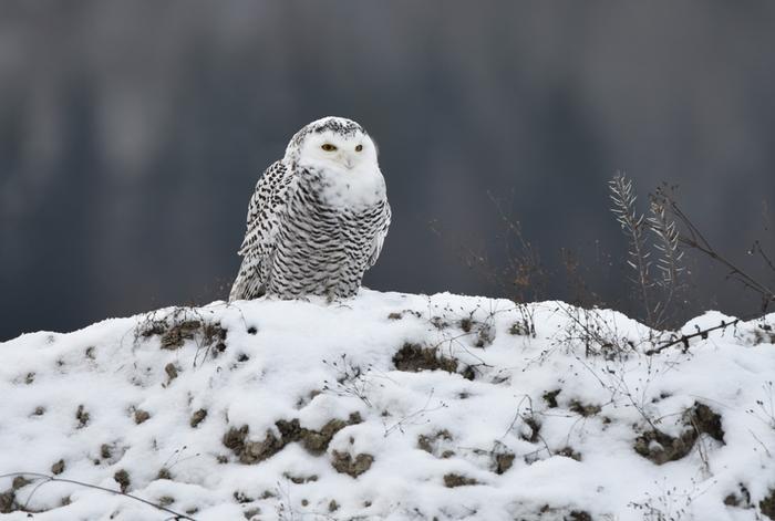 Tunturipöllö lumisella alustalla