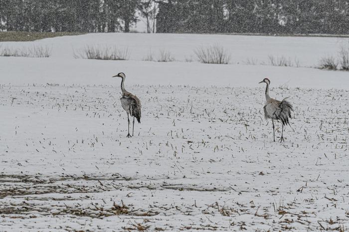Toukokuista lumisadetta Toukokuista lumisadetta ja kurkia Nurmeksessa.
