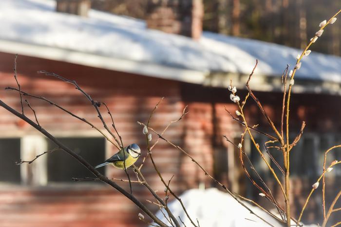 Maaliskuinen päivä Nurmeksessa.