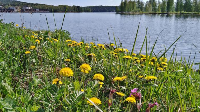 Voikukkia toukokuun auringossa.