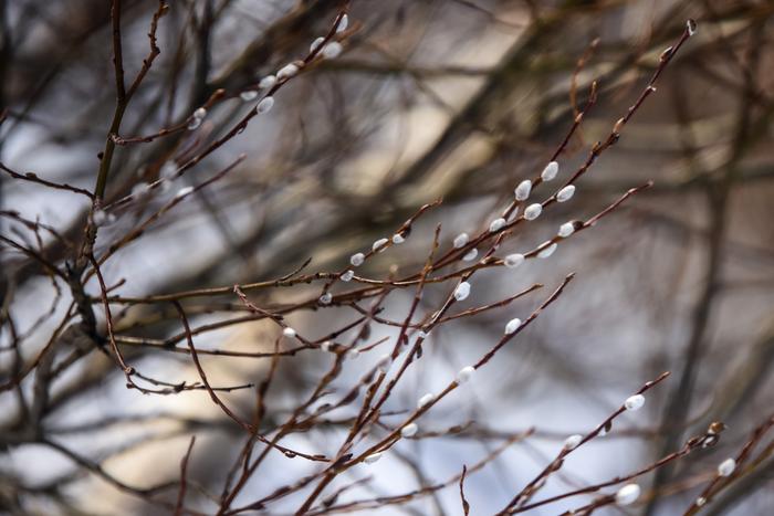 Pajunkissoja Pajunkissoja Nurmeksessa.