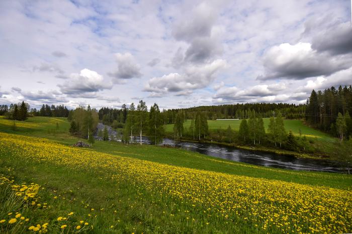 Kesäkuun päivä Voikukkia ja pilvipoutaa Nurmeksessa.