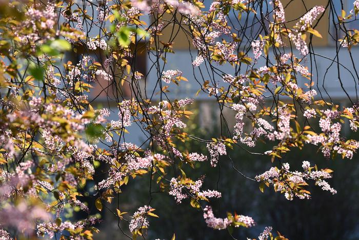 Luonto herää toukokuussa vihertämään ja kukkimaan.