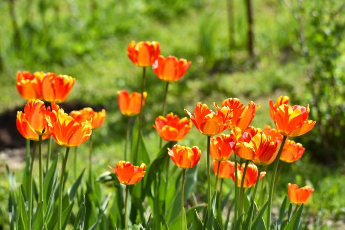 Toukokuista väriloistoa Jyväskylässä.