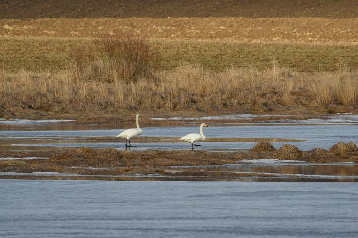 Maija Savolainen Maija Savolainen