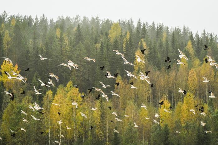 Ruskaa ja ruuhkaa ilmatilassa.