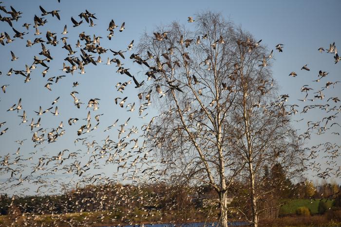 Valkoposkihanhiparvi lähdössä muuttomatkalle.