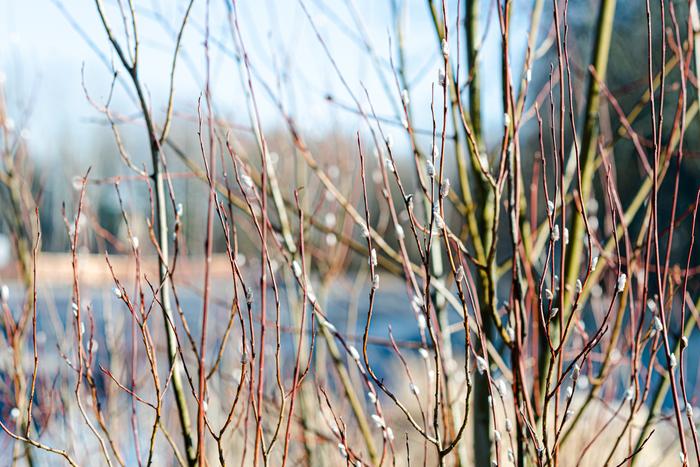 Pajunkissoja aurinkoisena aamuna.