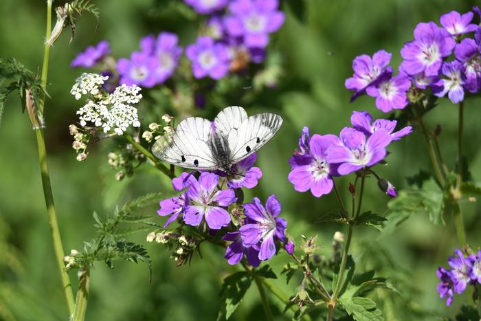 Kesäpäivä Kesäpäivän värejä.