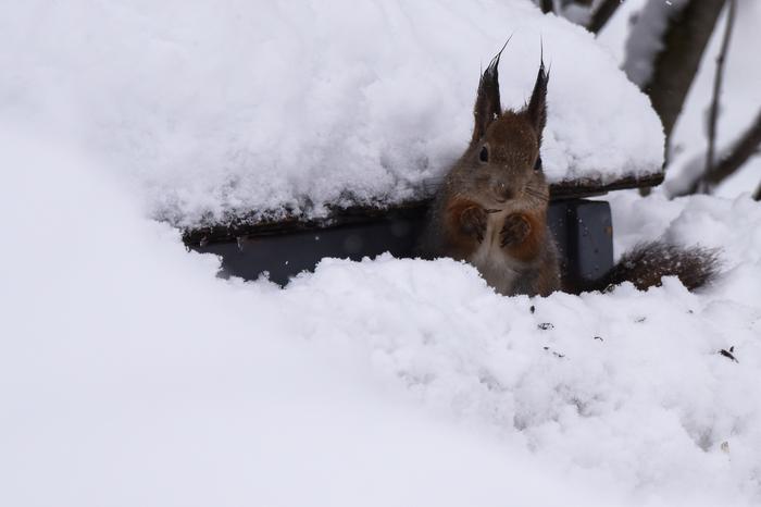 Kurre kurkkaa hangesta.