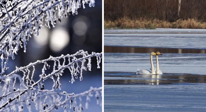 Pakkasia ja lauhtuvaa.