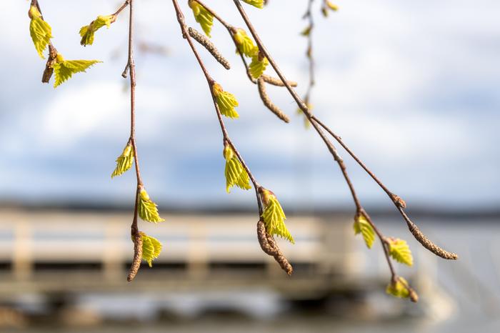 Hiirenkorvia rantakoivussa Nokialla huhtikuussa 2020.