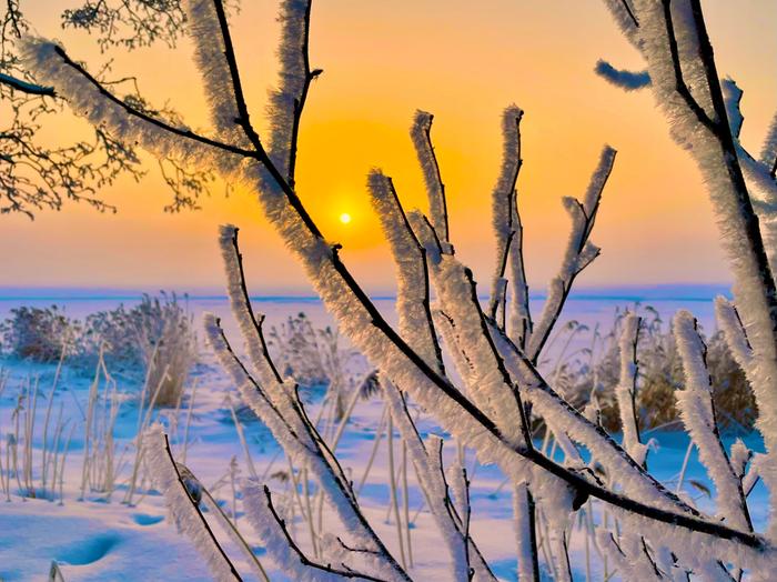 Huurretta oksilla Huurretta oksilla.