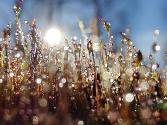 Kylmän yön jäljiltä maan pinnassa voi olla kastetta tai kuuraa. Auringon noustua lämmittämään kuura sulaa ja kaste haihtuu.
