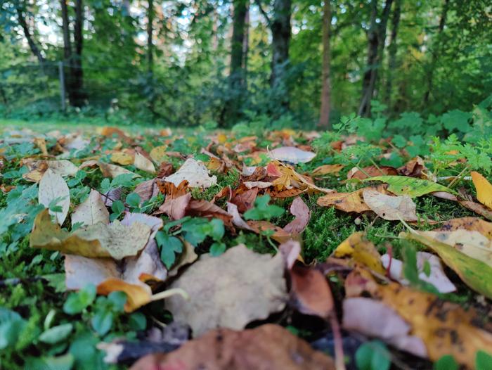 Pudonneita lehtiä pihassa.