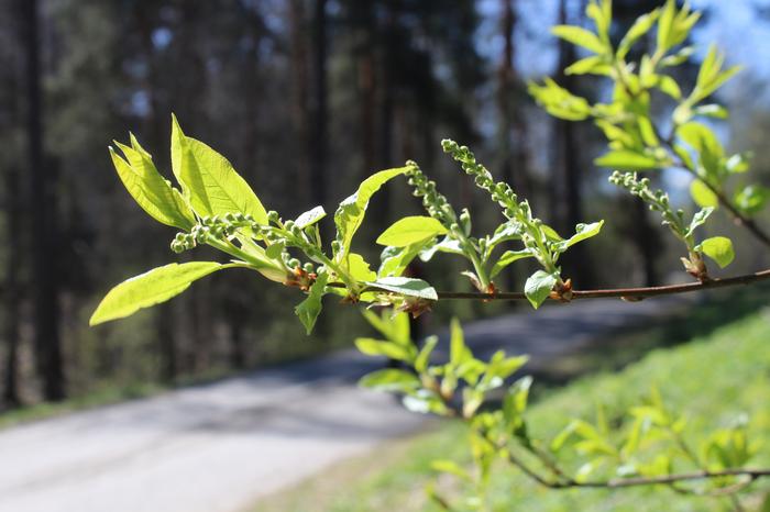 Luonto vihersi toukokuun alun auringossa keväällä 2026.