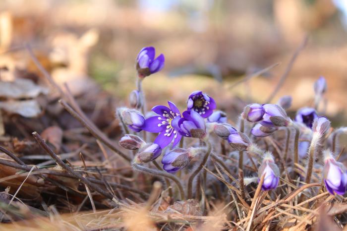 Sinivuokot heräilivät keväisen lämpimässä ja aurinkoisessa säässä.