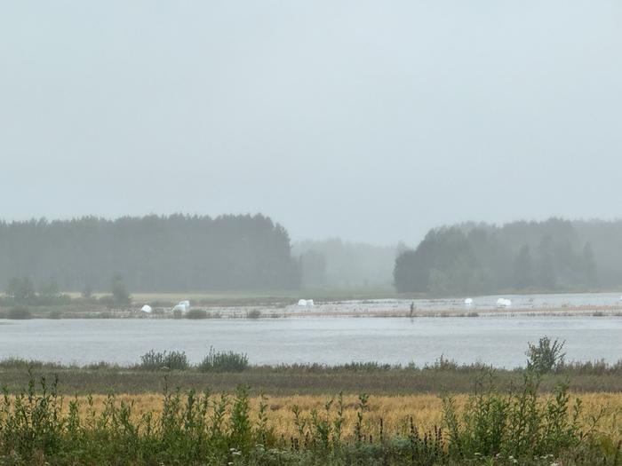 Tulvivaa kesämaisemaa Tulvivaa kesämaisemaa