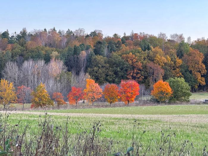Syksyn värejä Kaarinassa.