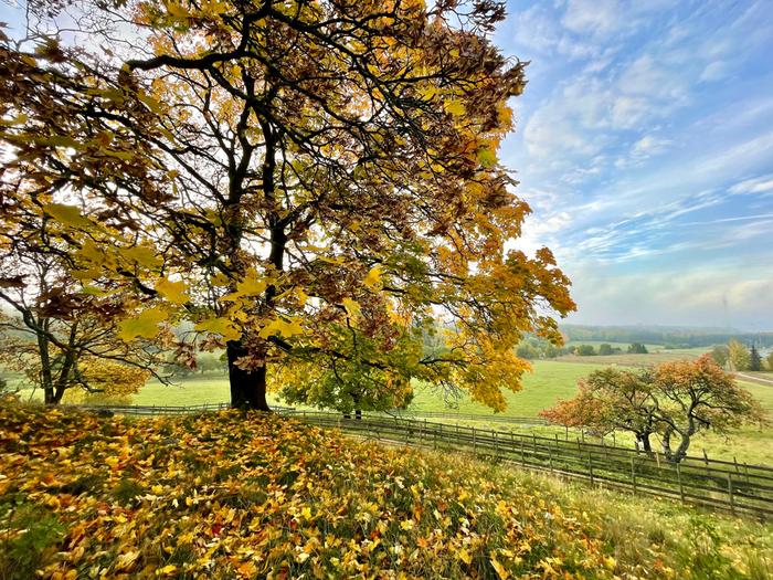 Lokakuun ruskaa Turussa.