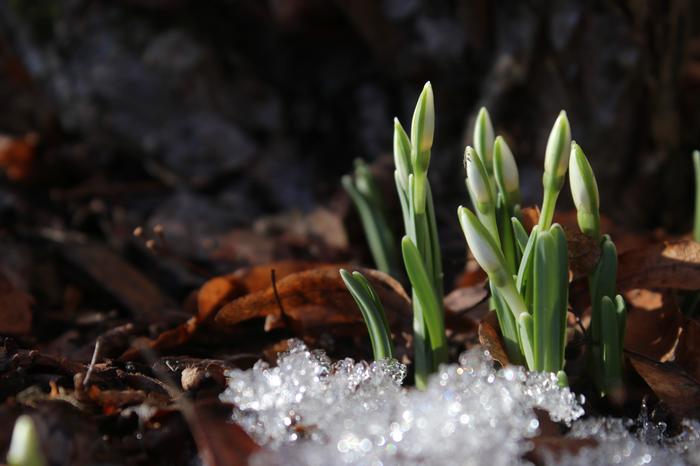 Lumikellot ilmestyvät maasta jo varhain sään lämmetessä kevättalvella ja alkukeväästä.