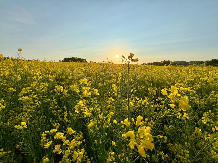Kesäkuinen auringonnousu.