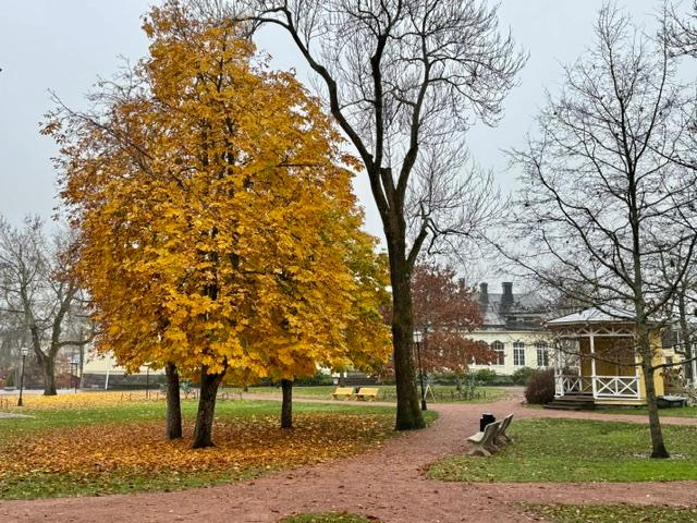 Naantalissa on vielä ruskaa jäljellä, mutta loppuviikon voimakkaat tuulet repivät lehtiä puista.