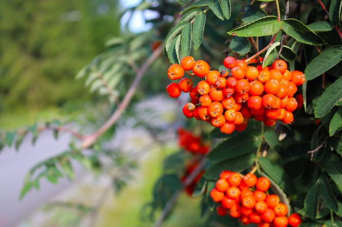 Pihlajanmarjat Pihlajanmarjat tuovat väriä loppukesään.