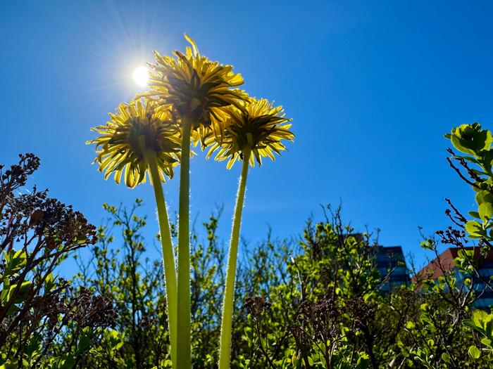 Toukokuista aurinkoa.